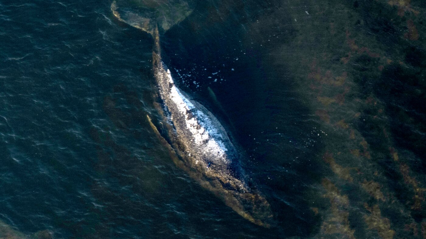 Carcass of Timmy the humpback whale brought to shore in Denmark – NPR