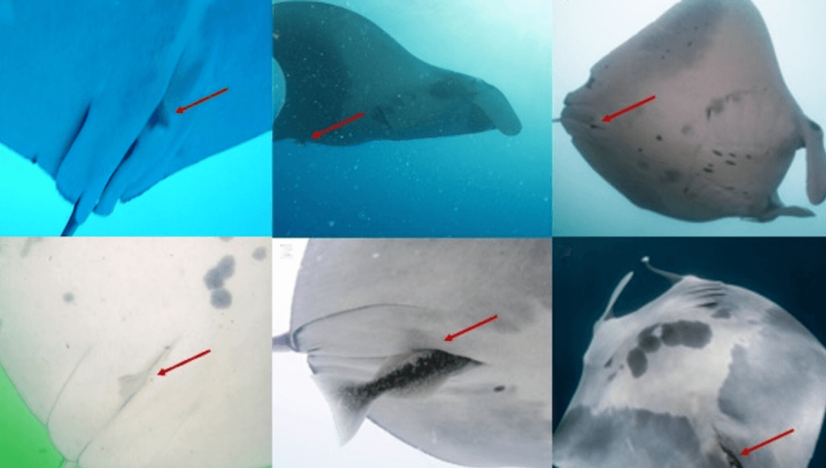 “The Manta Ray Briefly Shuddered”: Remoras Filmed Entering Manta Rays’ Butts For The First Time – IFLScience