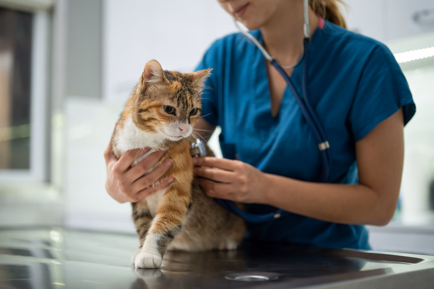Cats could help scientists better understand human cancer, study says – The Washington Post