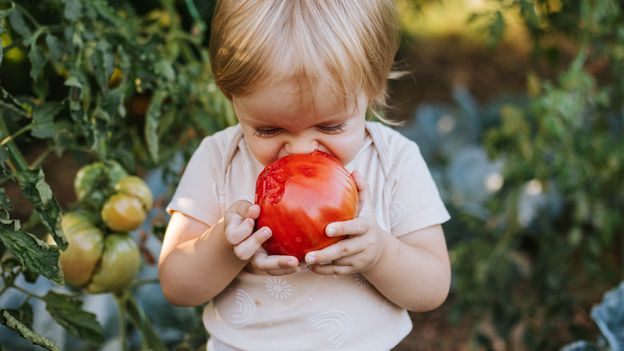Don’t pressure them: Six science-backed ways to get fussy children to eat vegetables – BBC