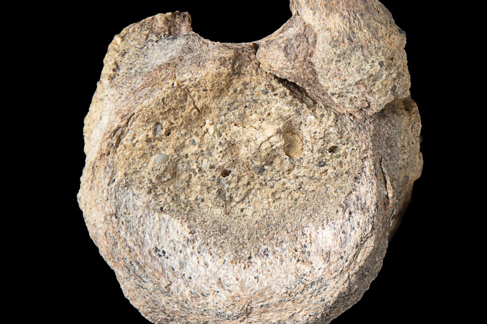A rare dinosaur fossil from Antarctica is found tucked away in a drawer – AP News