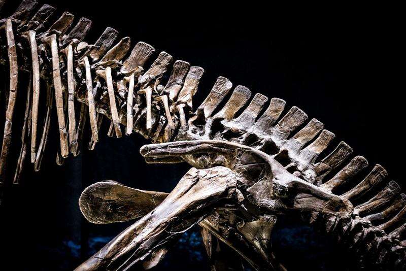 Scientists discover 210-million-year-old dinosaur in Zimbabwe – Jamaica Observer