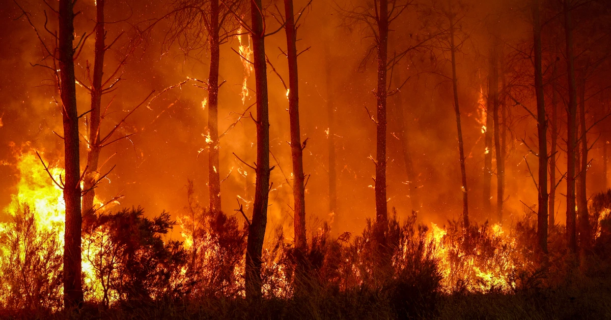 In France’s beloved vineyards, raging wildfires threaten a way of life – NBC News
