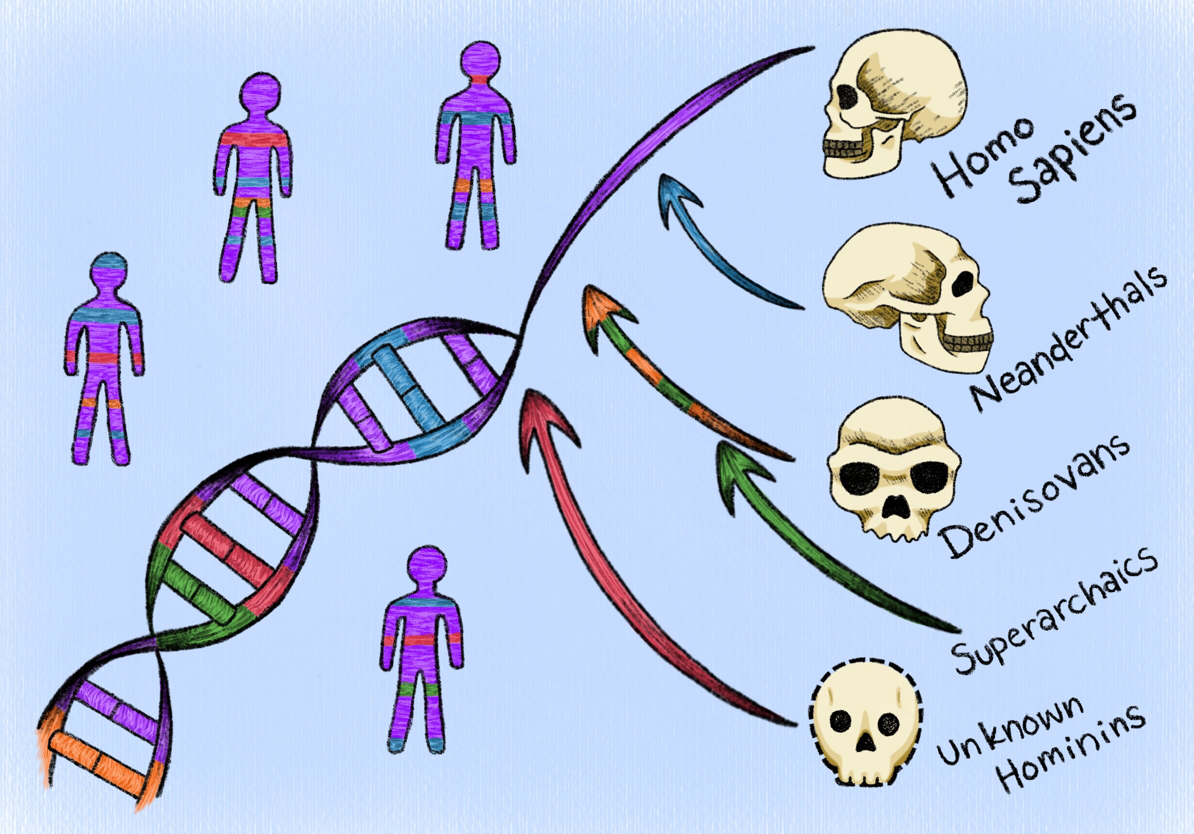 New technique pinpoints human DNA inherited from ‘ghost’ ancestors – Phys.org