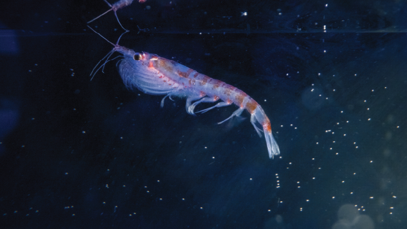 Tiny krill are turning up in deep-sea hydrothermal vents. Scientists want to know why – NPR