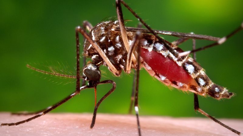 Dengue‑carrying mosquitoes expand their reach into new territories – including Florida – CNN