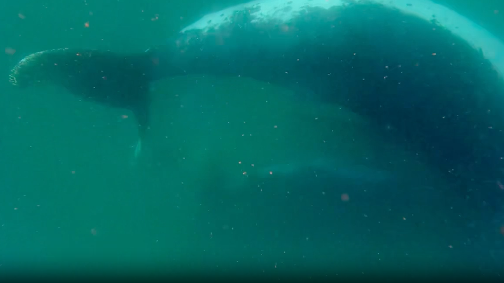 ‘It is extremely rare to witness’: Scientists record humpback whale mom grieving her stillborn calf in first-of-its-kind footage – Live Science