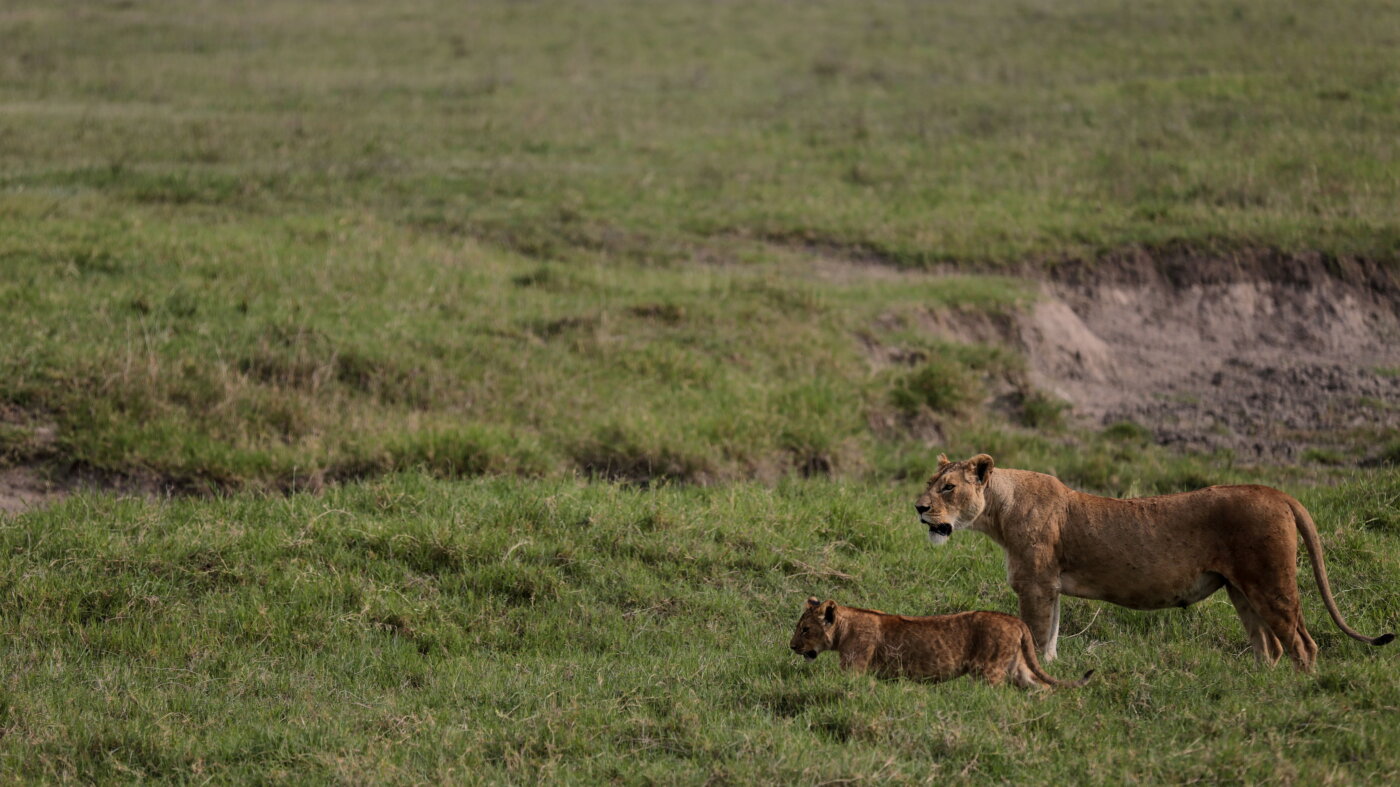 Poison suspected in deaths of ten lions in game reserve in Tanzania – NPR