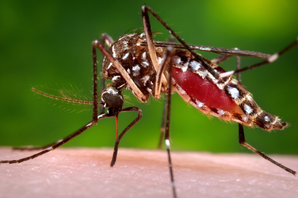 Florida confirms a death from dengue as the state struggles with one of its worst recent outbreaks – AP News