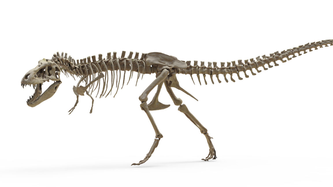 T. rex teeth indicate it ran as warm as an elephant – Ars Technica